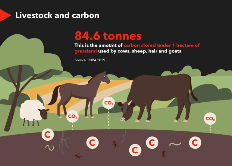 Livestock and carbon