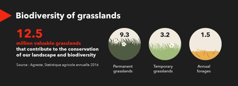 Biodiversity of grasslands